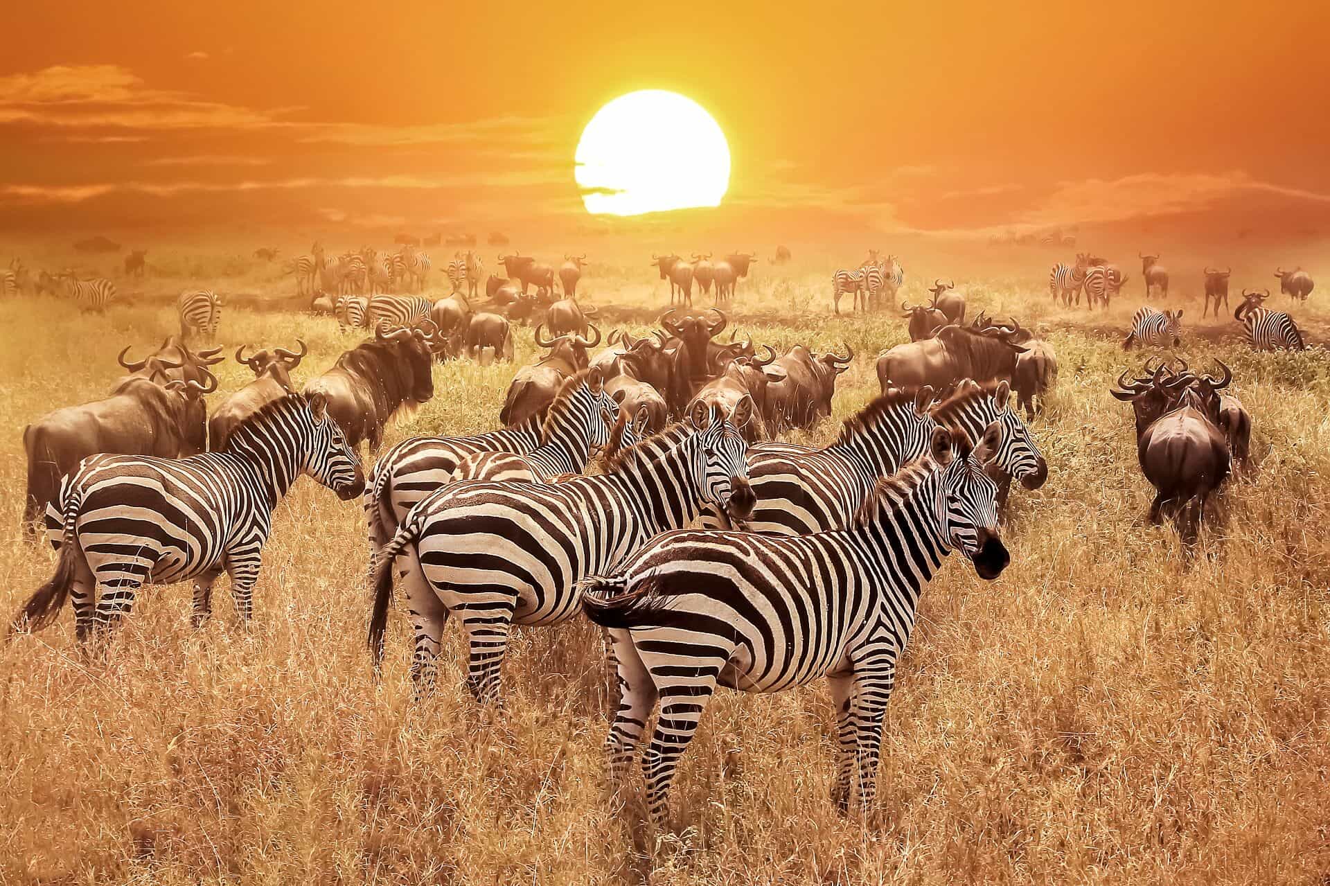 Tarangire Ngorongoro collection photo 3